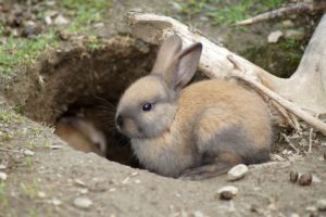 A rabbit sitting at the mouth of its den