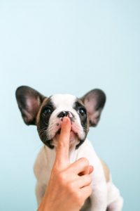 person holding one finger up to silence a french bulldog.