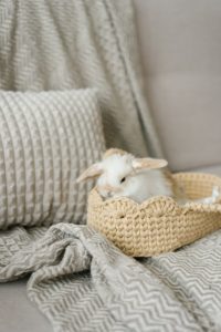 Brown and white bunny in a wicker basket on a bed