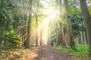 Landscape photo of pathway between green leaf trees in a forest