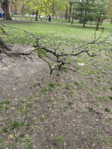 A large bare tree branch lying on the ground. 