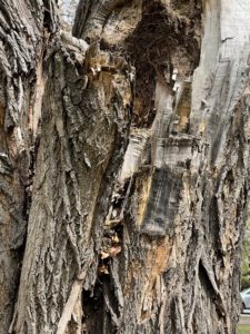 A possibly rotting trunk of a tree. 