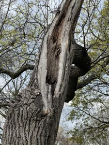Closeup of a tree that lost half of it's branches. 