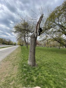 Landscape shot of a tree that lost half of it's branches in a storm in 2020. It's just beginning to bud again. 