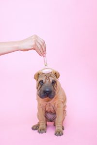 Shar pei dog getting a face massage. 