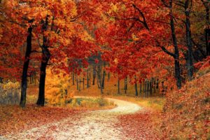 A path through the woods in autumn. Red maple trees line both sides of the path and have littered it with their fallen leaves. 