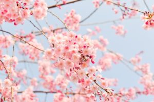 Close-up photo of cherry tree blossoms