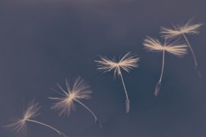 Five dandelion seeds floating through the air 