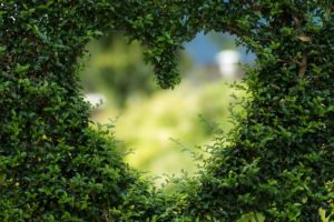 A heart shape cut out of a thick green hedge. 