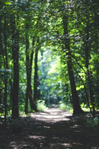 A shady dirt path in a forest. It is surrounded by vibrant green trees. 