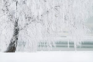 A weeping willow tree covered in icicles and snow. 