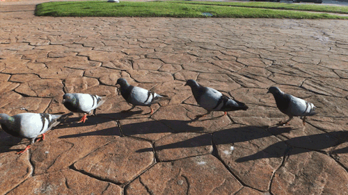 Pigeons walking on a cobbled stone path