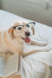 A dog wearing glasses and looking happy while lying on a white bed next to an opened book. 
