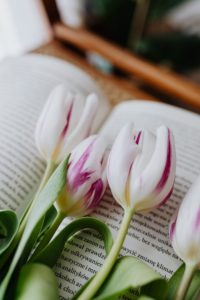 Purple and white tulips lying on an opened book. 