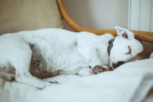 A little white dog sleeping on a chair. 