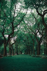 A beautiful park filled with large, healthy trees that are brimming with green leaves. 