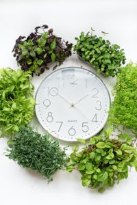 Green plants surrounding an analogue clock. 