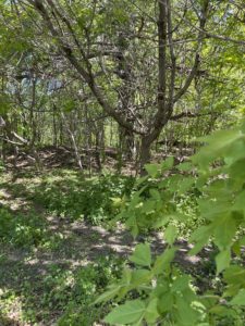 A sun-dappled Ontario forest filled with healthy green trees and bushes. 