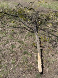 An arm-sized branch that has fallen from a tree. 