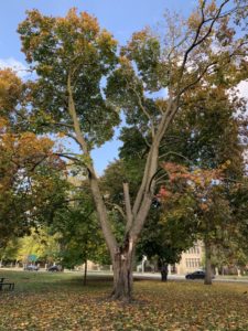 A tree that has a large, dangerous hole in the trunk and drooping branches. the leaves have begun to change colour for the autumn. 