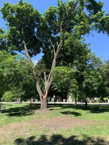 A tree with a damaged trunk. It’s branches are straight and covered with green leaves. 