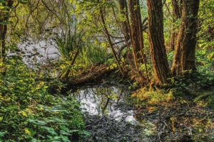 A wetland filled with still water and surrounded by a forest of deciduous trees. 