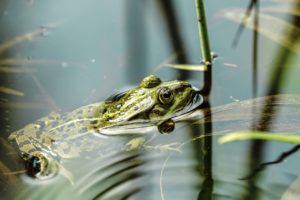 Closeup photo of a frog sitting calmly in a pond next to some algae and reeds. 