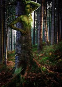 A picture of a tree that is showing it’s dryad features. 
