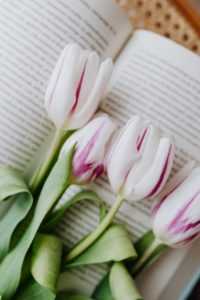 There is an opened hardback book. Four white tulips with pink streaks in their petals are lying on top of the book. The flowers have just begun to open and have not yet reached their full bloom. You can see their green stems and leaves on the bottom left hand side of the image. 