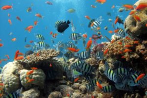 Dozens of orange, black, and black and white tropical fish swimming next to a coral reef. 