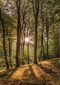 Sunlight streaming through the trees in a forest that is lightly covered in green leaves. It looks like early to mid spring there, and the ground is still covered in brown leaves or dead grass from last year. 