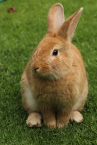 A round light brown rabbit sitting peacefully while perched up on it’s back paws while it’s front paws are neatly placed between the back paws on a patch of dark green grass. 