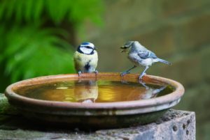 Two blue tits sitting on the edge of a birdbath that is sitting next to a large tree. The birdbath is filled with water and is nearly perfectly still. The bird on the right is looking at the bird on the left and opening its beak as if it’s about to chirp. Its right leg is lifted up as well. The bird on the left looks a little disgruntled but keeps both legs firmly clasping to the edge of the bird bath. 