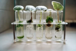Five little green plants are growing in five glass test tubes as the tubes sit in a test tube tray on a white counter in the sunlight. 