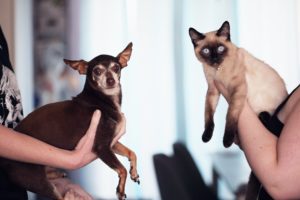 A humorous photo of two people who are each holding a pet. One is holding a chihuahua and the other is holding a siamese cat. The animals are positioned so that they can look at each other, but they are instead looking at the photographer with puzzled expressions on their little faces. 