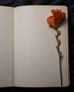 A pink dried flower that is lying on the blank white page of an opened book. 