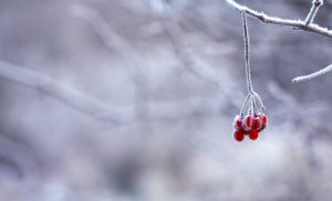 Frozen red fruit covered in a thin layer of frost and hanging from a bent tree branch. the background is blurry but shows many other tree branches covered in snow and frost. 