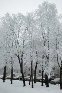 A photo of a tree and car-lined street. There is a row of houses behind the cars. Everything in this scene is covered with a gorgeous layer of snow and possibly some ice that adorns everything in a flowery white covering. It looks almost magical because of how every little branch and bump of these things have been smoothed out. 