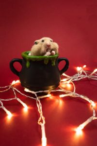 A photo of an incredibly content hamster sitting in a dark green mug and eating a seed. The mug is sitting on a dark red surface that has a string of white lights lying on it. 
