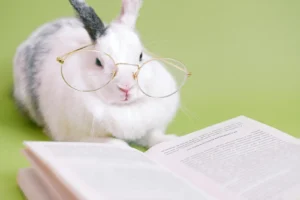 A photo of a white bunny with a grey ear who is wearing a gold-coloured pair of human glasses on its face. The glasses are comically large on such a small animal.The rabbit is lying next to an opened book. One can imagine that it is using reading glasses to read that book.