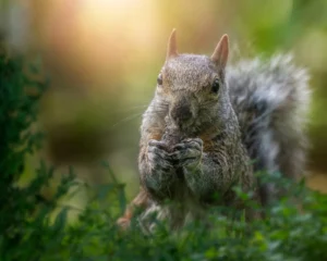 A photo of a grey squirrel sitting in a patch of ferns eating something as daylight streams down around him or her. 