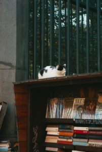 A black and white spotted cat sitting on top of a bookshelf and resting peacefully. 