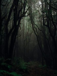 A photo of an incredibly dense and thick forest that looks like it’s never had a human walk through it. The trees are growing so closely together that their leaves block out much of the sun. Some light trickles down into the forest, but the forest floor is almost as black as night. 