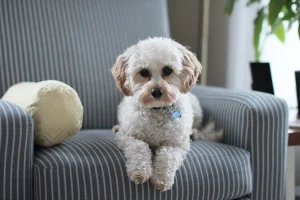 A fluffy little white Bichon Frise puppy sitting on a blue and white striped chair. The dog is looking at the audience with an expectant expression on its face. Perhaps it wants a treat? 