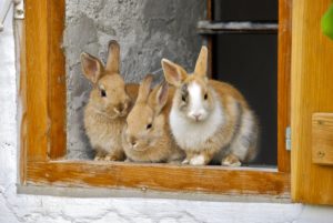 A photo of three rabbits sitting under the archway of a door and looking serenely out at the world in front of them. Two of the rabbits are light brown, and the third is a wonderful patchwork of light brown, grey, and white fur. There is a grey stone wall behind them and a wooden door frame just a few shades darker than their light brown fur to frame the scene. 