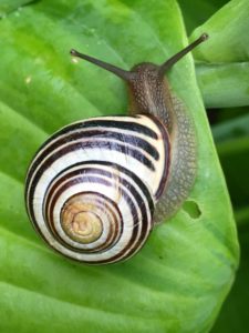 Closeup photo of a snail whose shell has a swirl of black, brown, and white on it. The snail is sitting on a large green leaf. 