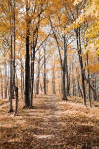 A photo of an autumn forest. The trees are still holding onto about half of their orange leaves. The rest of the leaves have fallen to the forest floor and are covering it and the trail between the trees. 