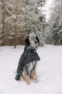 A photo of a large, spotted, white and black dog wearing a black and white cloak while sitting in the snow in front of an evergreen forest. 