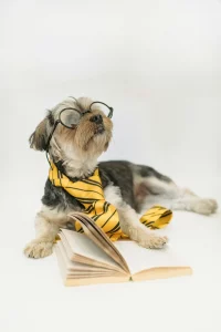 A distinguished little Yorkshire Terrier is lying on a white surface. The puppy is wearing black glasses and a black and yellow striped scarf. There is an opened book in front the puppy, and he is looking up as if we’ve just interrupted his reading. 
