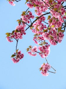 A photo of a cherry tree in full blossom against a light blue sky. The pink petals are blooming everywhere on the branch. 